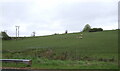 Hillside grazing beside the A76