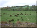 Grazing towards the Glaisnock Water