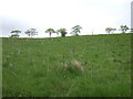 Hillside grazing beside Dumfries Road (A76)