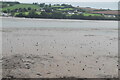 Mud, Teign estuary