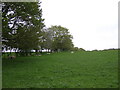 Sheep grazing, Calton