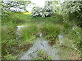 Pond in May