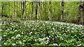 Wild garlic in Whiteley Woods