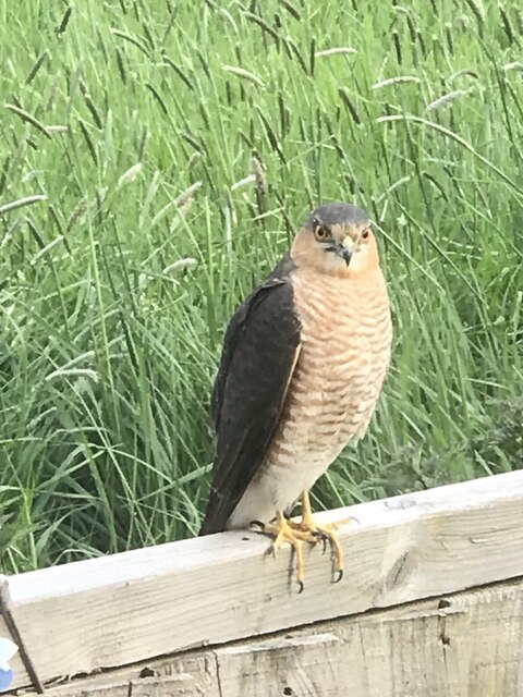 Sparrowhawk on my fence
