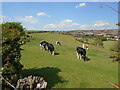 TQ3504 : Cows above Happy Valley by Paul Gillett