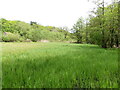 View towards Woodland seen from Boardwalk