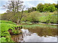 NU1913 : River Aln near Alnwick Garden by David Dixon