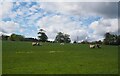 Sheep and Lambs at Dunglass Estate