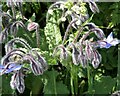 Borage near Leaveland