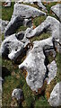 SD7985 : Detail of Limestone Pavement on Wold Fell by Rich Tea