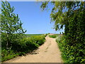 Track towards Shotley Village from Erwarton Bay