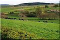 Cows grazing near Logan Water, Lesmahagow