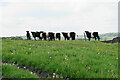 Belted Galloways above Robridding