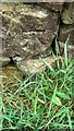 Benchmark on stone in dry stone wall on NW side of Brown Bank Lane