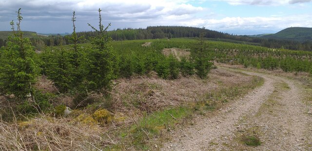 Track in Troston Forest