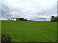 Grazing off the A76 near Thornhill