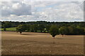 Scattered trees in a field