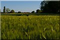 TM2259 : Barley field near Corner Farm by Christopher Hilton