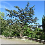 NS9264 : Cedar of Lebanon at Polkemmet by M J Richardson