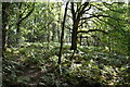 Bracken, Cypress Wood