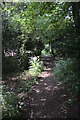 Tree tunnel