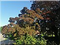 Ornamental tree on Brim Hill, Hampstead Garden Suburb