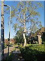 Tree on Brim Hill, Hampstead Garden Suburb