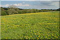 Field of buttercups near Brockhurst