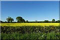 Field near Grange Farm