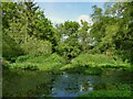 Ponds in Ambrose Acre