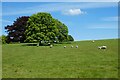 Pasture, Shalbourne