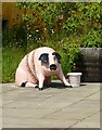 Fundraising pig at Culross Palace