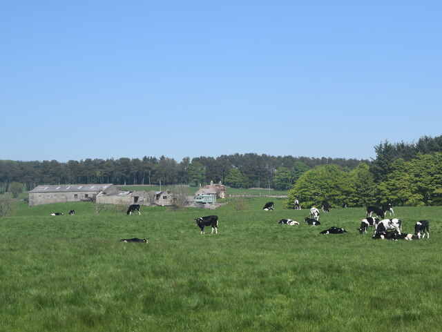 Cows in the countryside...