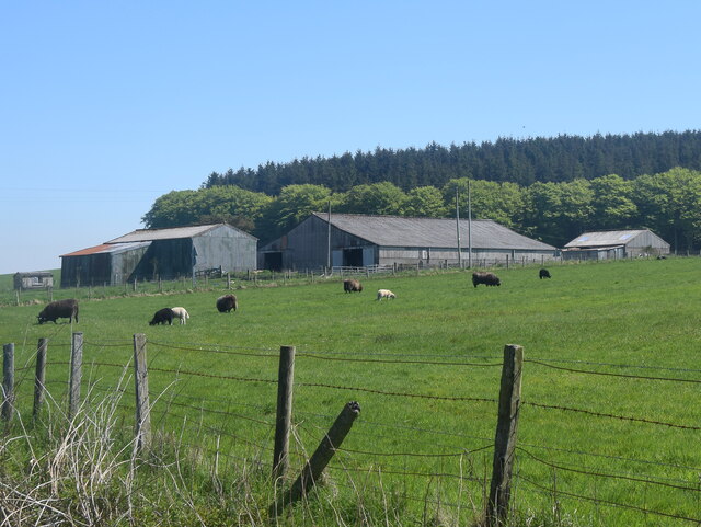 Sheep grazing near Bridgend Farm...