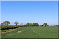 Arable Field off the A168