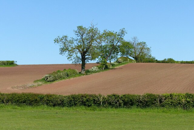 Hedgerow with trees