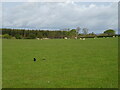 Sheep grazing, West Clerkland