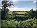 View over the oil seed to Shillington