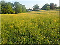 Wild flowers on Shipbourne Common