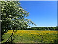 Field of buttercups seen from Gravesend Road