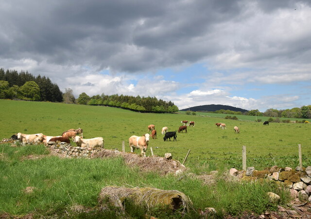 Cows in their field