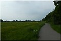 Buttercups and cycle path