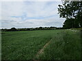 Wheat field near Levedale