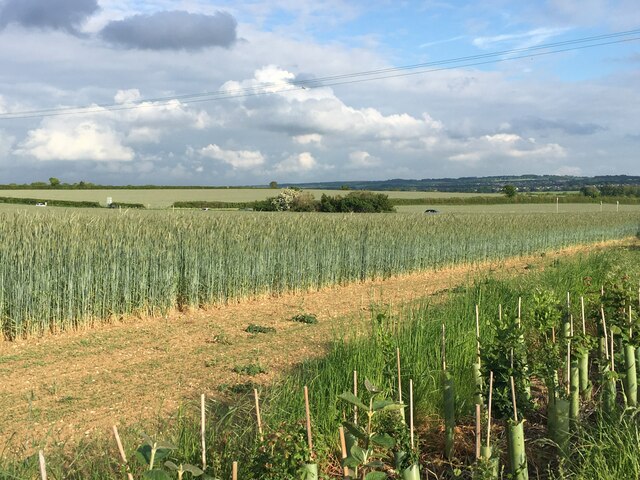 New hedge - Pilverlands Field (42 acres) © Mr Ignavy :: Geograph ...