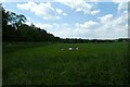 Field between Thornton Lane and Thornton Road