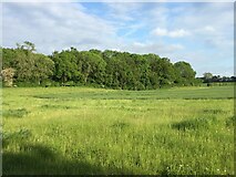 SU5952 : Wootton Copse & Boddins Field (31.5 acres) by Mr Ignavy