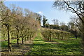 Footpath through orchards