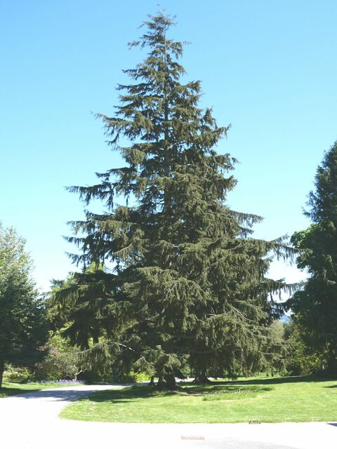 Giant cypress tree © Oliver Dixon :: Geograph Britain and Ireland