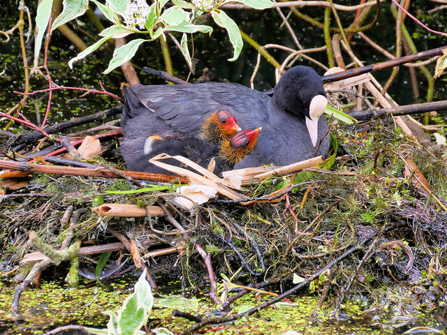 Coot with 2 Chicks on the Nest