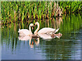 SD7807 : Mute Swans on the Manchester, Bolton and Bury Canal by David Dixon